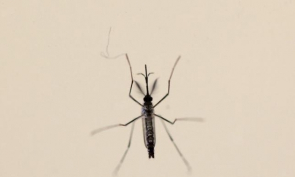 Dịch Zika có thể khiến hàng loạt các sự kiện phải hủy bỏ